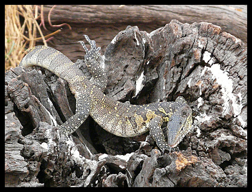 varan du nil